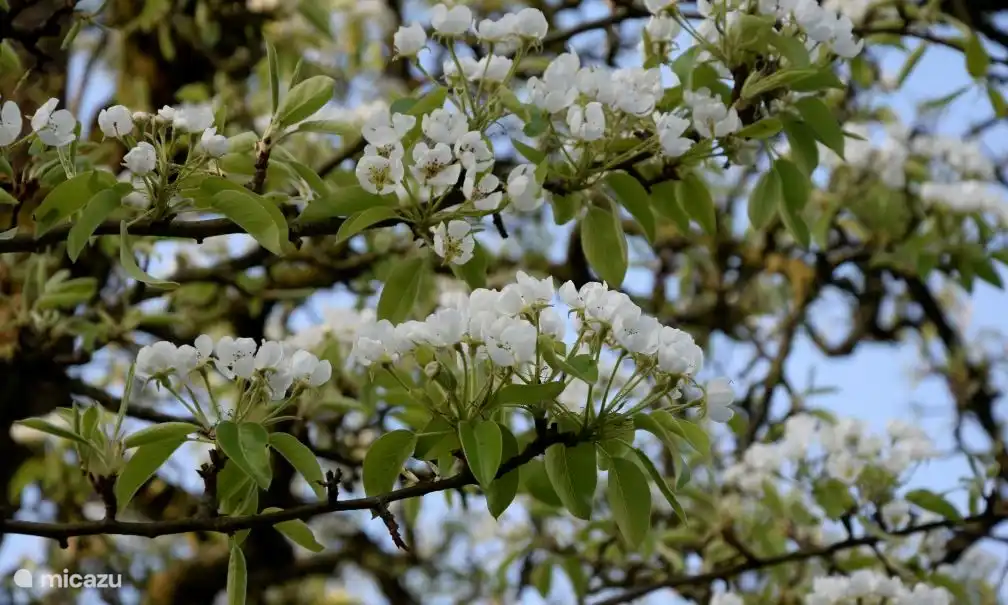 Der Obstgarten in voller Blüte!