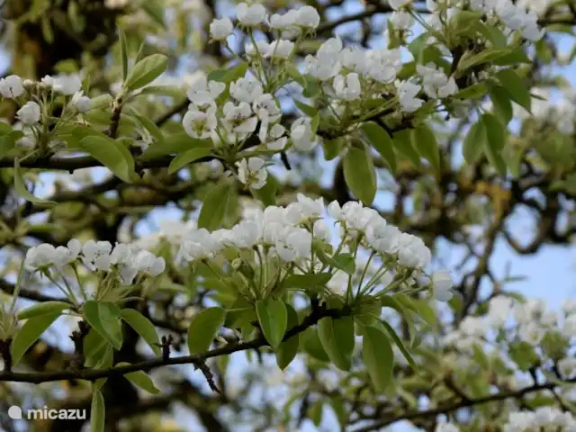 Hoeve Schevey 2 | Pays-Bas, Limbourg, Malines - maison de vacances Le verger en fleurs !