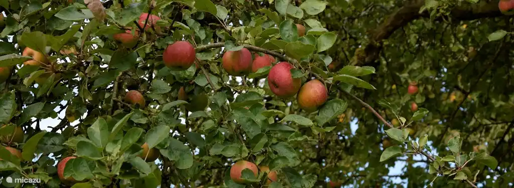 Obst im eigenen Obstgarten. Sie laden können Ihre eigenen Obst während der Saison (Äpfel, Birnen, Kirschen, Pflaumen und Walnüsse) holen