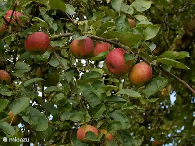 Hoeve Schevey 2 | Pays-Bas, Limbourg, Malines - maison de vacances Fruits dans notre propre verger. Pendant la saison, vous pouvez cueillir gratuitement vos propres fruits (pommes, poires, cerises, prunes et noix)