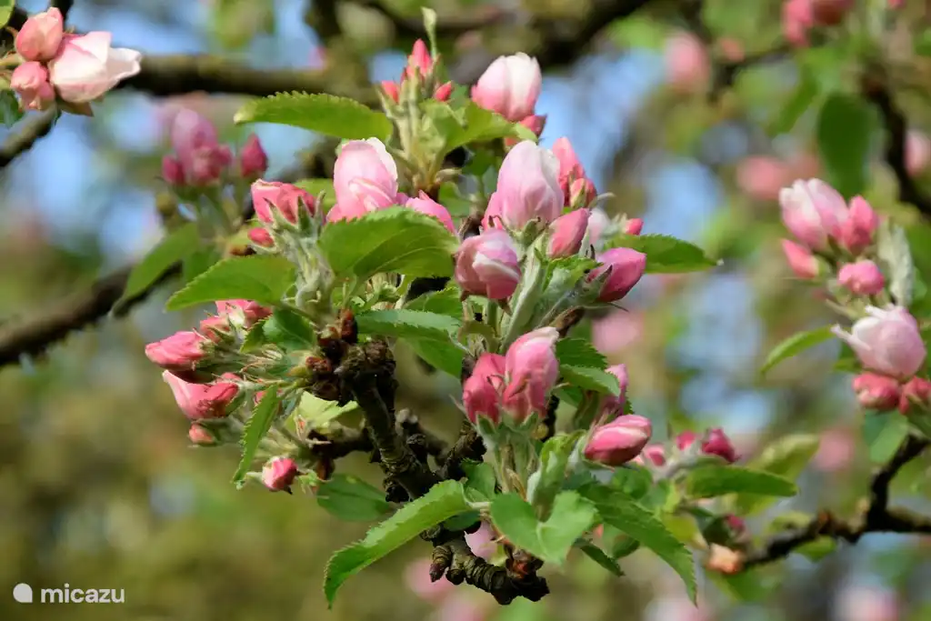 Bewundern Sie die Blüte im Obstgarten