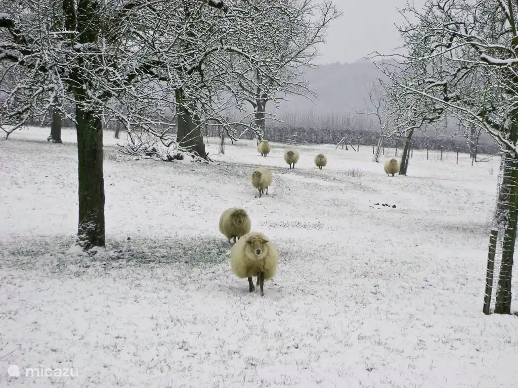 Blick vom Haus im Winter