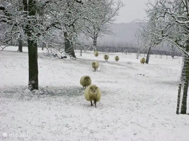 Hoeve Schevey 2 | Pays-Bas, Limbourg, Malines - maison de vacances Vue de la maison en hiver