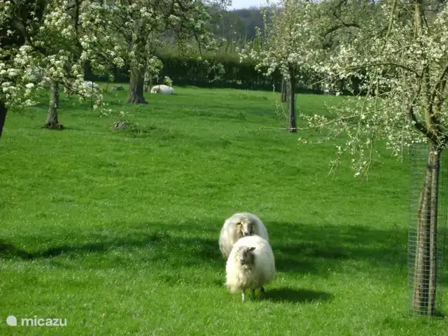 Hoeve Schevey 2 | Pays-Bas, Limbourg, Malines - maison de vacances Profitez de la prairie spacieuse de 13 000 mètres avec des arbres fruitiers standard et des moutons au pâturage.