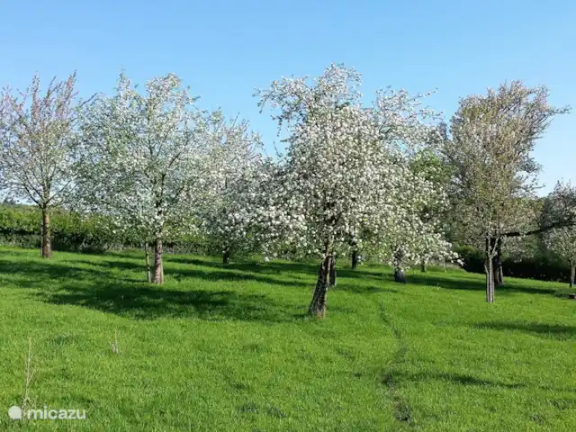 Hoeve Schevey 2 | Pays-Bas, Limbourg, Malines - maison de vacances Profitez du printemps lorsque les 70 arbres fruitiers sont en fleurs !
