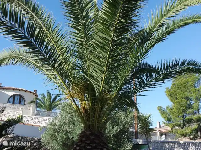 Casa Rana Verde | Espagne, Costa Blanca, Calpe - villa Palmiers