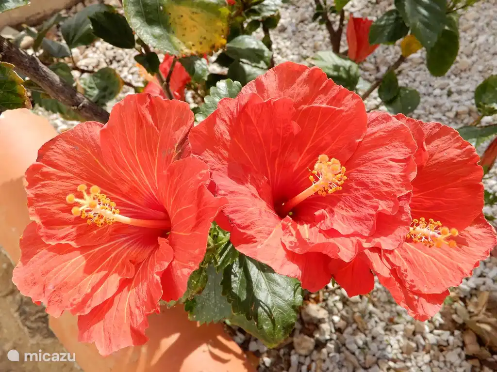 blühende Pflanzen rund um die Casa