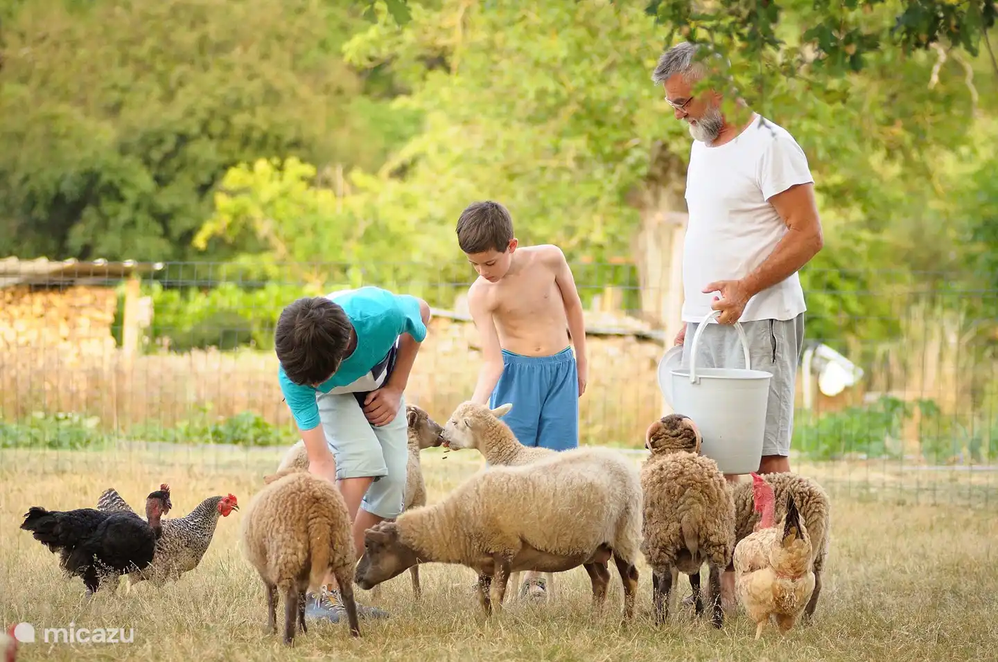 Children enjoy feeding the sheep, chickens and alpacas.