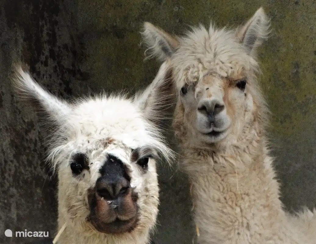 Nol and Haarie, 2 of our 4 alpacas.