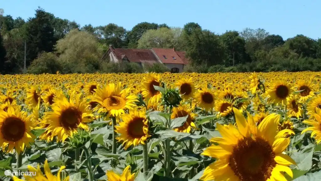 Sunflowers as far as the eye can see.