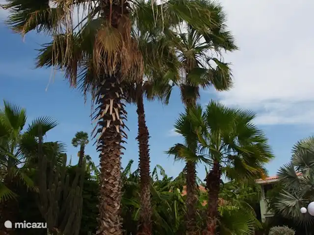 Seru Coral Apartment evt. met auto huren in Curaçao, Banda Ariba (oost), Seru Coral - appartement Tuin