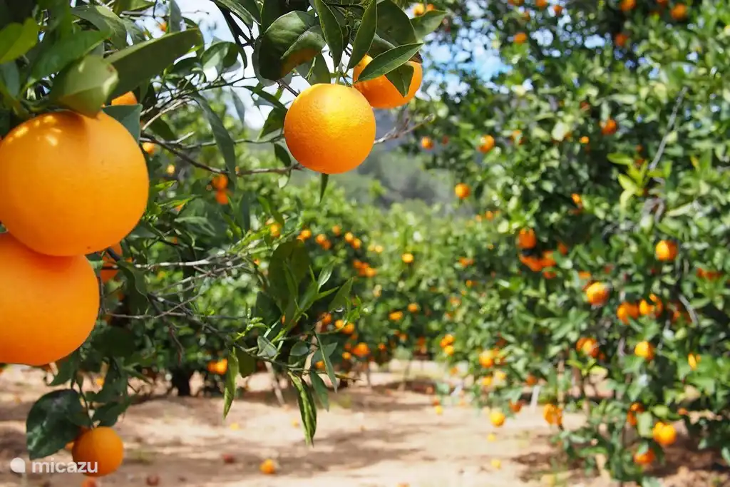 Der hauseigene Zitrushain mit Zitronen und Orangen für den frischen Orangensaft am Morgen zum Frühstück. Oder eine Zitrone für den Gin Tonic?