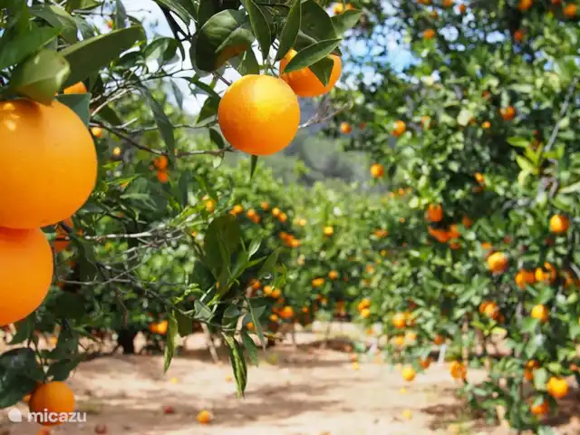 Villa Canta Corazón | Espagne, Valence, La Barraca d'Aigues Vives-Alzira - villa La plantation d’agrumes sur place avec des citrons et des oranges pour le jus d’orange frais le matin au petit déjeuner. Ou un citron pour le Gin & Tonic ?