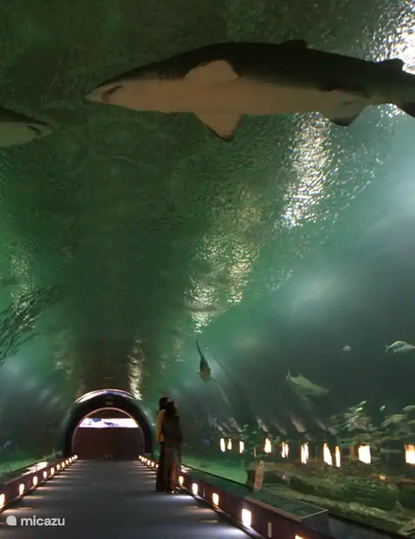 Oceanogràfic (größtes und schönstes Aquarium Europas) in València, wirklich lohnenswert. ??