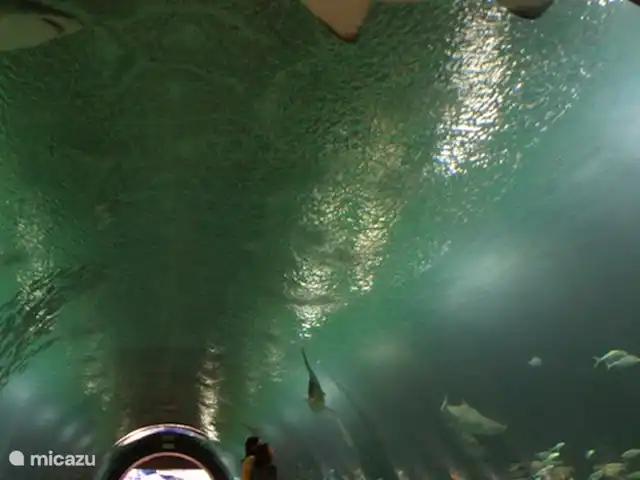 Villa Canta Corazón | Espagne, Valence, La Barraca d'Aigues Vives-Alzira - villa Oceanografic (le plus grand et le plus bel aquarium d'Europe) à Val ncia, ça vaut vraiment le coup. ??