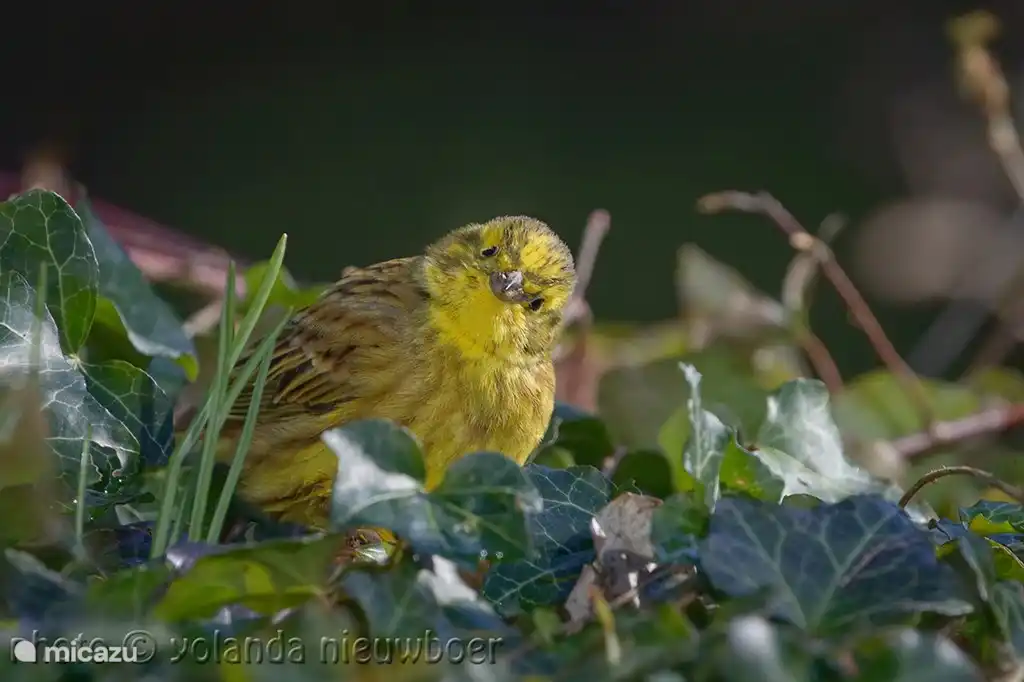 Es gibt viel zu tun im Garten. Ein Yellowhammer im Jahr 2019.