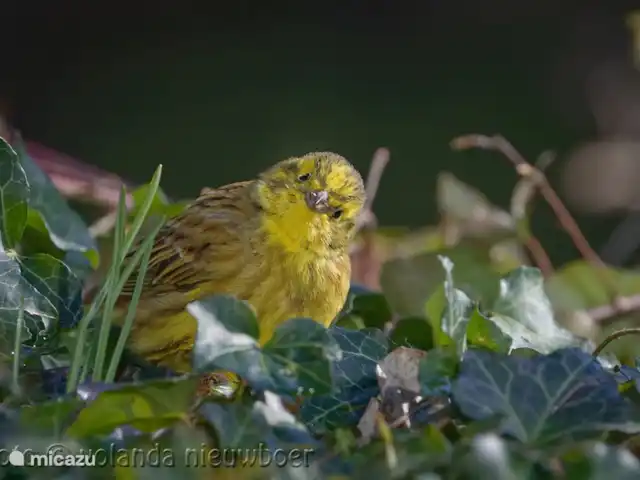 Location de Vacances Allemagne, Eifel, Lissendorf, maison de vacances - Extraordinaire dans l'Eifel Il y a beaucoup à faire dans le jardin. En 2019 un Yellowhammer.