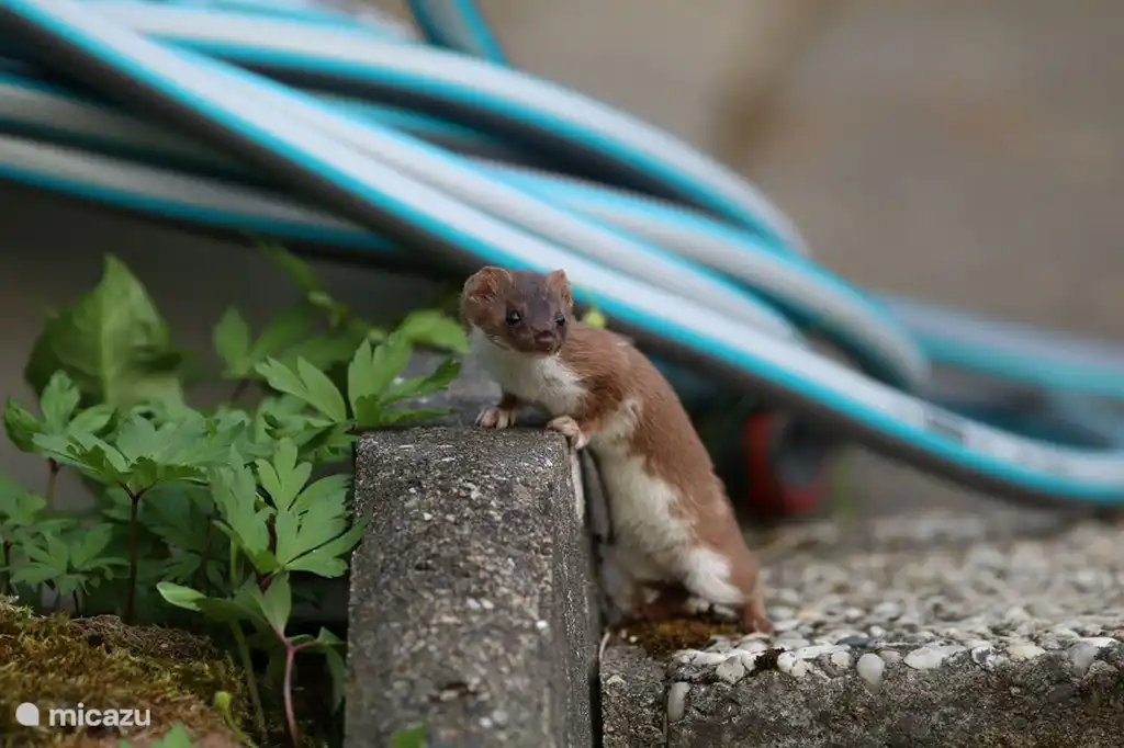 Ein Wiesel (April 2018).