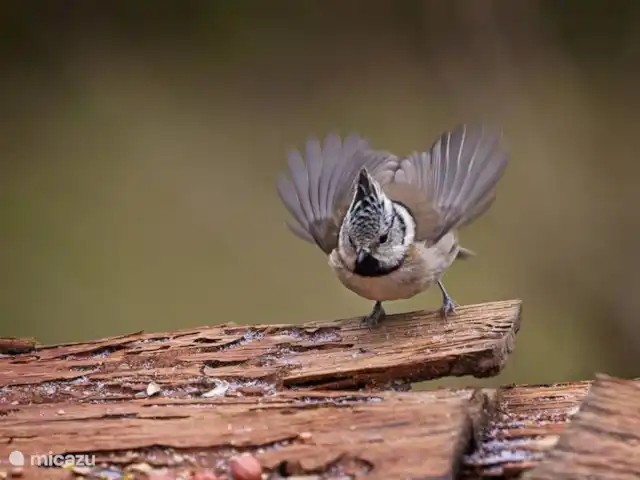 Location de Vacances Allemagne, Eifel, Lissendorf, maison de vacances - Extraordinaire dans l'Eifel Mésange huppée (2018).