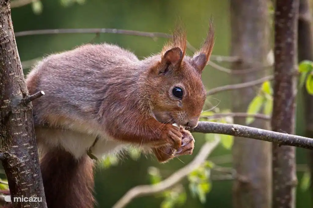 Und natürlich Eichhörnchen.