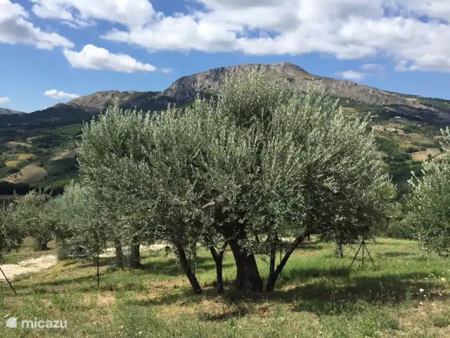 Torre dei tre fratelli huren in Italië, Abruzzen, Pietranico - landhuis / kasteel Een van de oude bomen in de olijfgaard.