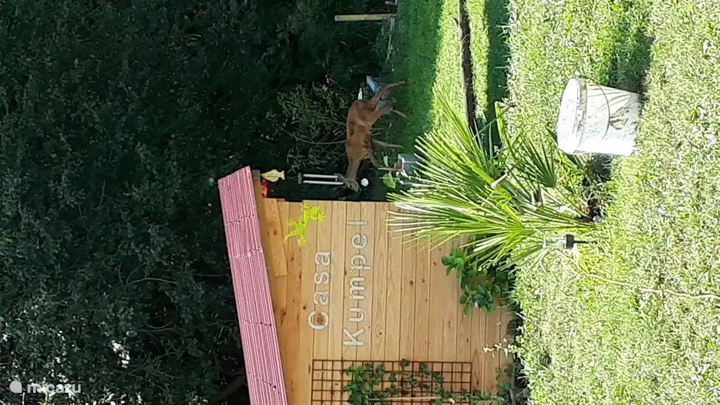 Hirsch dans le jardin, sympa mais ils aiment manger les hortensias
