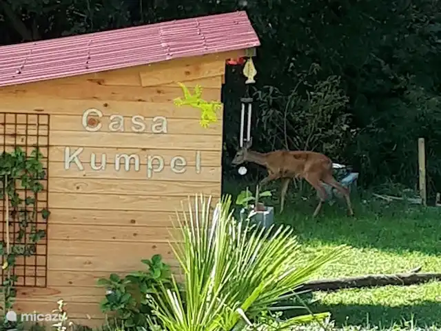 Casa Kumpel | Autriche, Carinthie, Arnoldstein - maison de vacances Hirsch dans le jardin, sympa mais ils aiment manger les hortensias