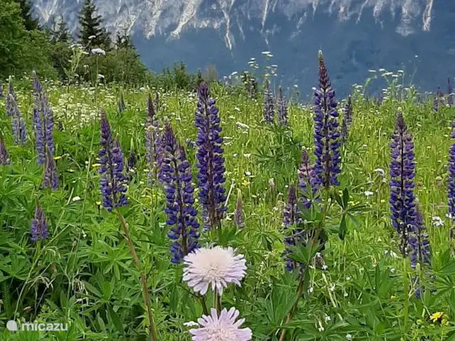 Casa Kumpel | Autriche, Carinthie, Arnoldstein - maison de vacances Montée du Dreiländereck au printemps/été Combinaison possible de montée/descente avec l'ascenseur.