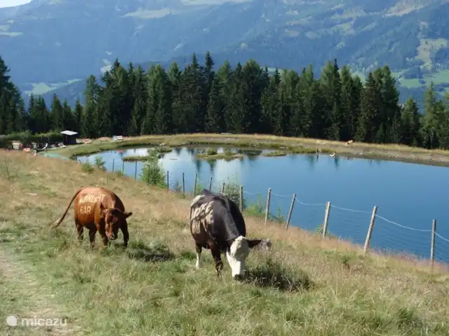 Casa Kumpel | Autriche, Carinthie, Arnoldstein - maison de vacances Gerlitzen, Parasail, VTT, promenades et aussi baignade dans un lac.