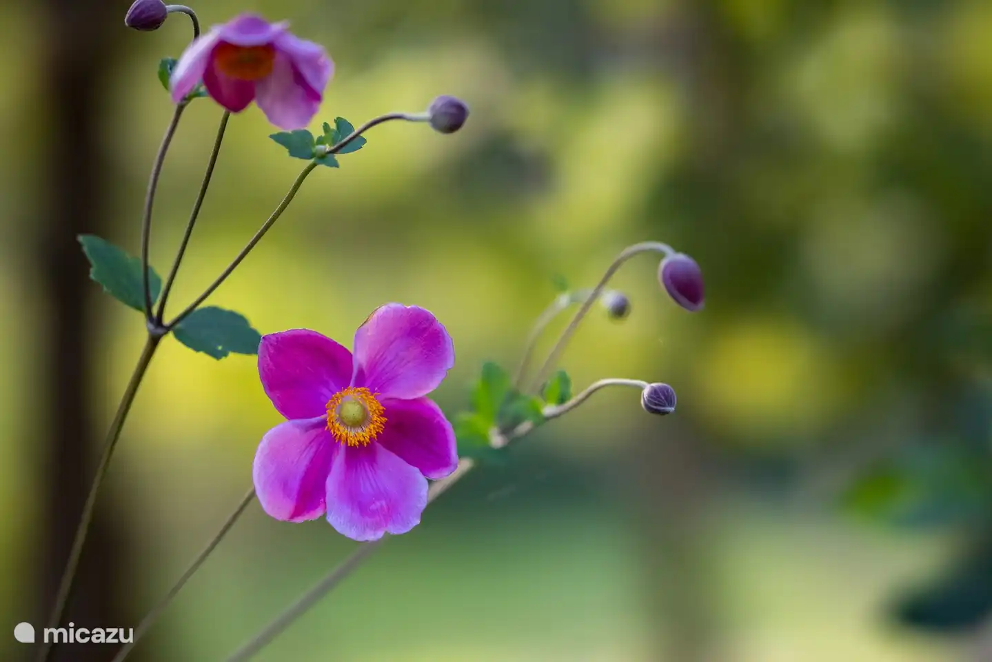Eine der vielen Blumen im Garten.