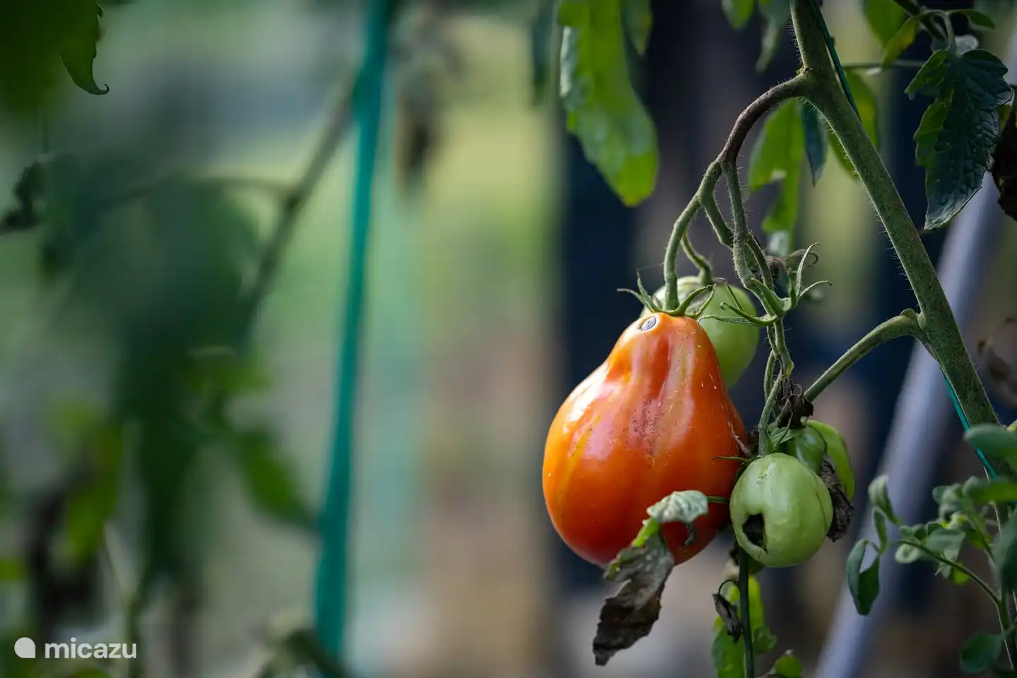 Tomaten aus dem Gemüsegarten.