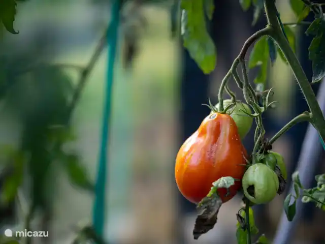 Villa Lucciola huren in Italië, Piëmont, Saliceto - villa Tomaten uit de groentetuin.