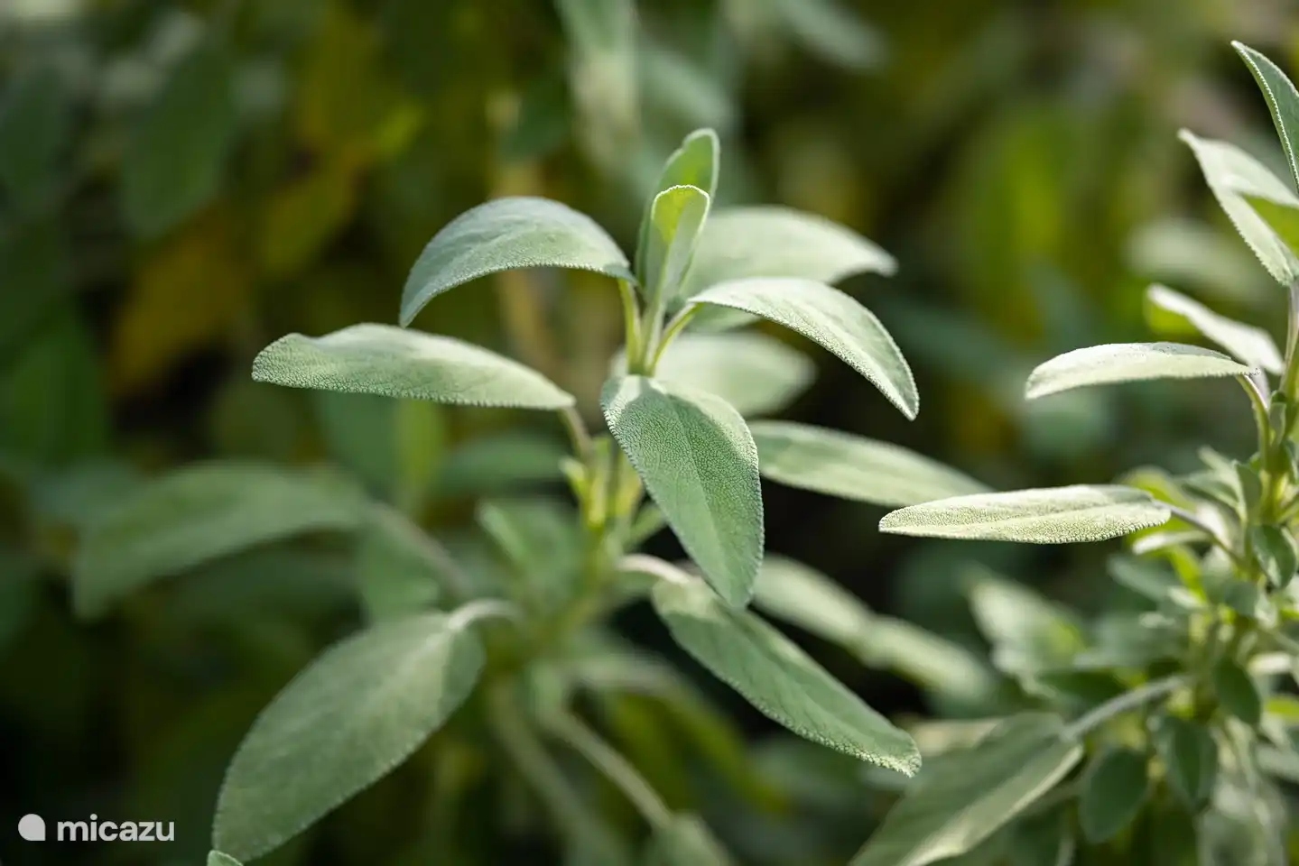 Salbei im Gemüsegarten