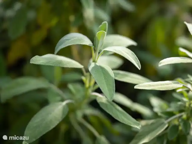 Villa Lucciola huren in Italië, Piëmont, Saliceto - villa Salie in de groentetuin