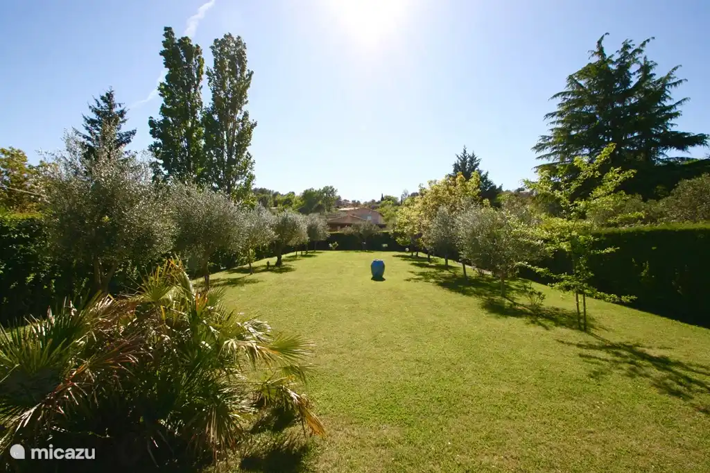 Vrijwel vlak gazon met olijfbomen. Achterin komt een trampoline.