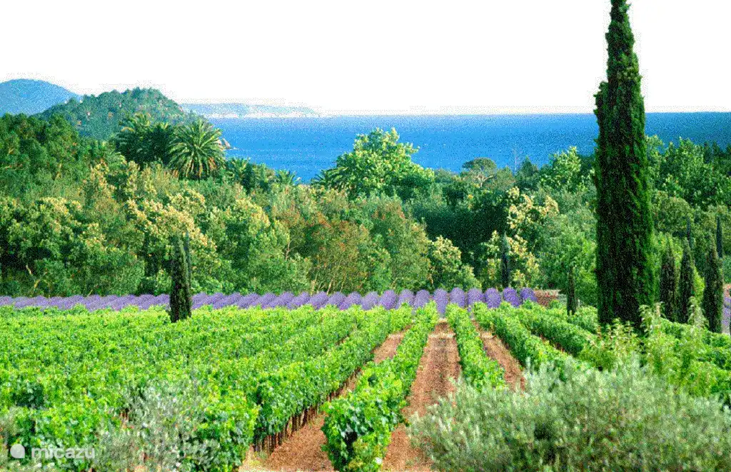 Vin de Provence. Vanaf 5 minuten rijden.