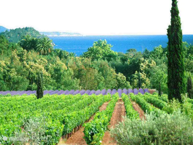 Le Petit Paradis huren in Frankrijk, Var, Salernes - villa Vin de Provence. Vanaf 5 minuten rijden.