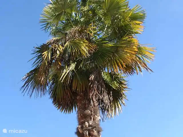 Le Petit Paradis huren in Frankrijk, Var, Salernes - villa Als je zo zuidelijk bent, wil je ook een palmboom in je tuin!