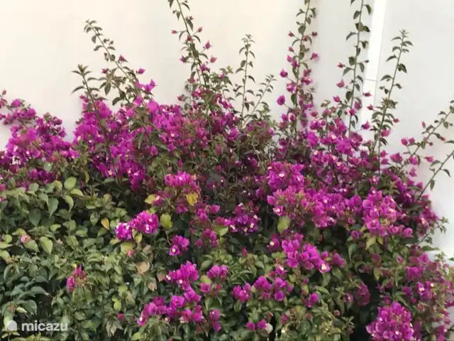 Casa Ruiz Jávea | Espagne, Costa Blanca, Jávea - finca Bougainvilla contre la hutte