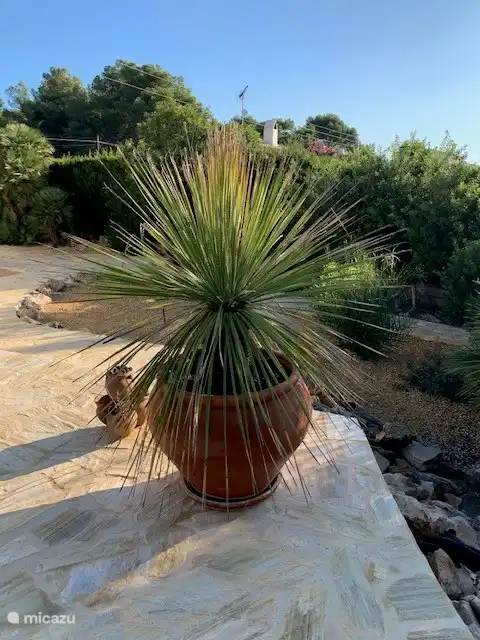 Jardin composé de gravier et de pierre naturelle avec jardinières, arbres fruitiers et végétation