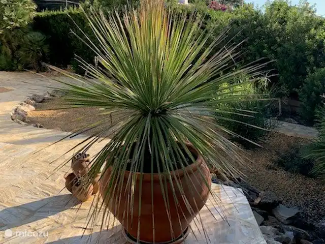 Casa Ruiz Jávea | Espagne, Costa Blanca, Jávea - finca Jardin composé de gravier et de pierre naturelle avec jardinières, arbres fruitiers et végétation