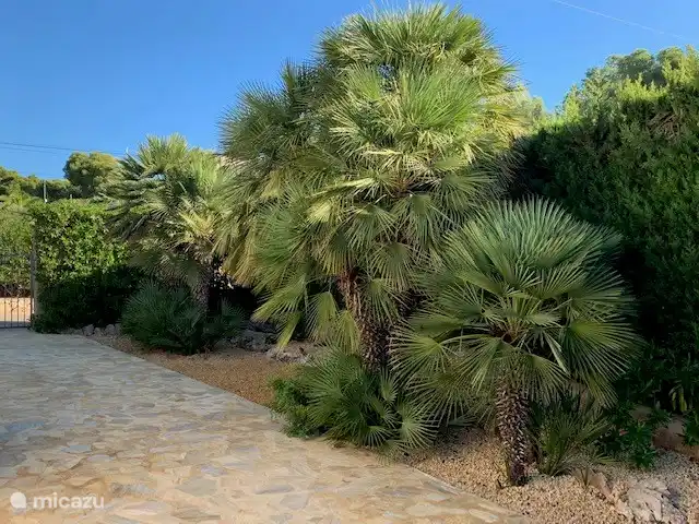 Palmiers et végétation