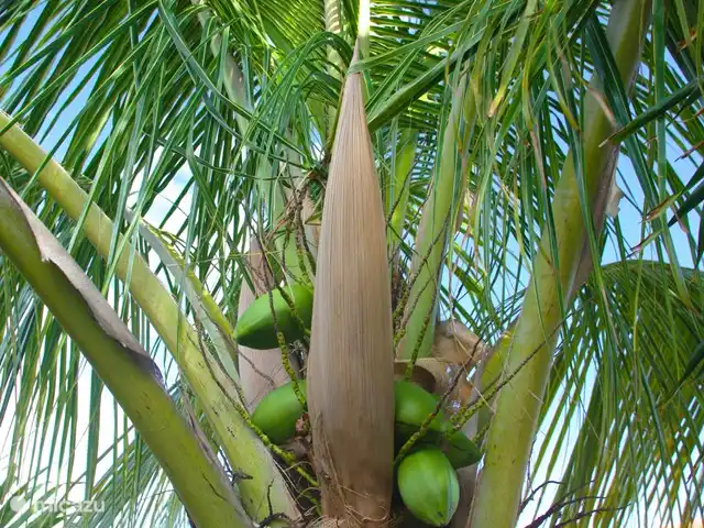 Location de Vacances Aruba, Paradera, Modanza, villa - Mi Gusto Villa Cocotier