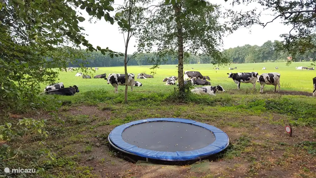 De trampoline met uitzicht op het weiland.