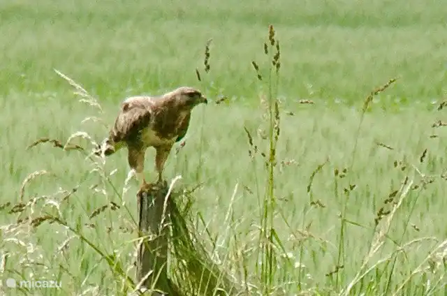 Buzzard on the lookout, seen from the guesthouse