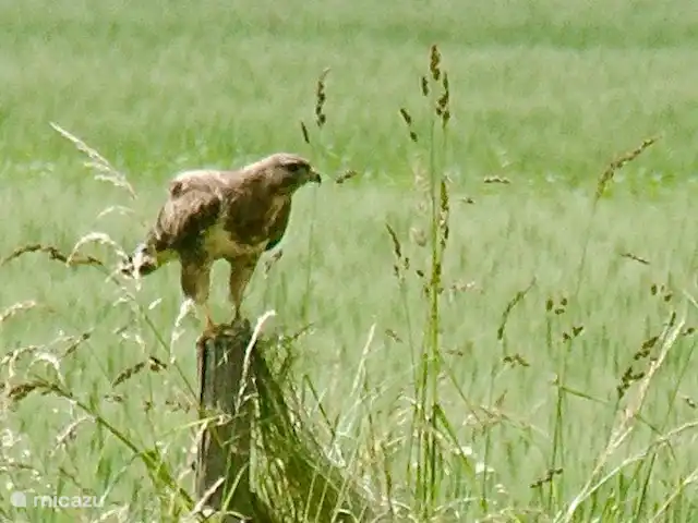 casa vacacional en Países Bajos, Barbante Septentrional, Hank – Pensión 'El Taller' Buitre al acecho, visto desde la casa de huéspedes