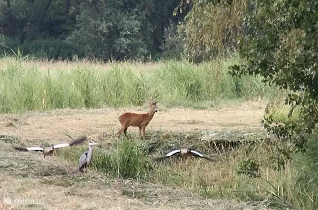 Photographed from the room