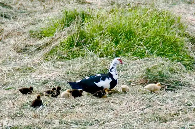 Mother duck walks past the window