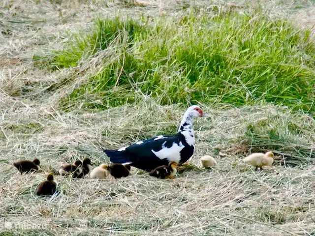 casa vacacional en Países Bajos, Barbante Septentrional, Hank – Pensión 'El Taller' Mamá pato pasa por delante de la ventana