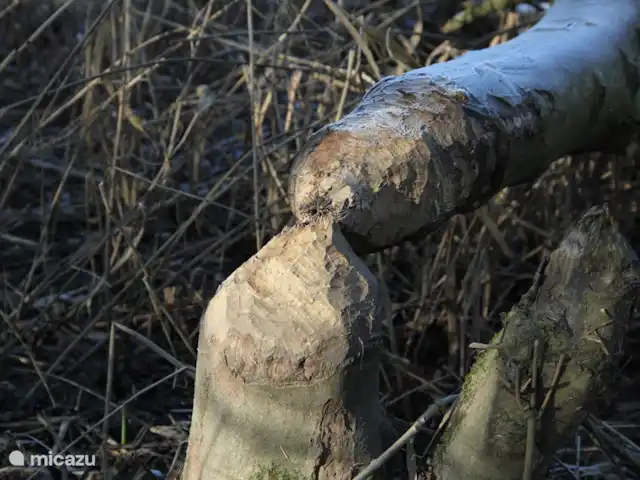 casa vacacional en Países Bajos, Barbante Septentrional, Hank – Pensión 'El Taller' El castor trabajando en el Biesbosch